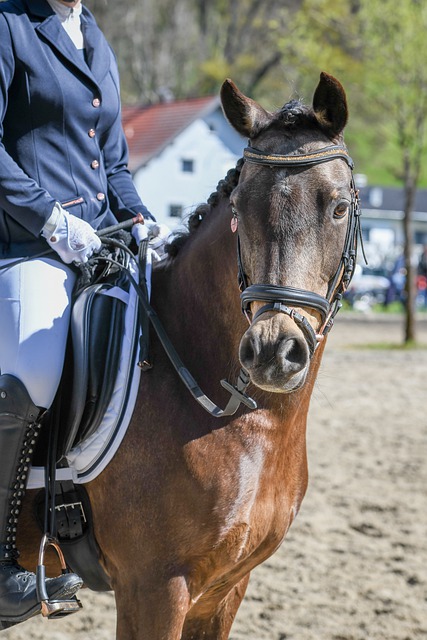 阵骑士的比 阵骑士的比